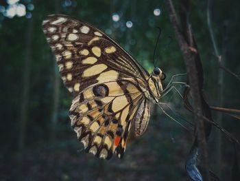 Close-up of butterfly pollinating flower