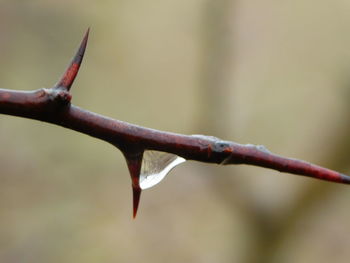 Close-up of twigs