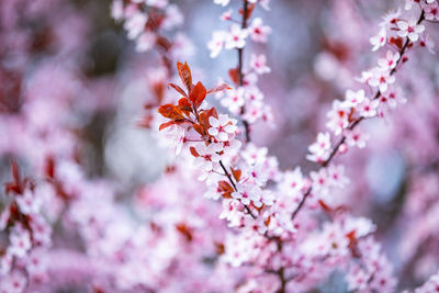 Close-up of pink cherry blossoms in spring