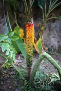Close-up of fresh plants on field