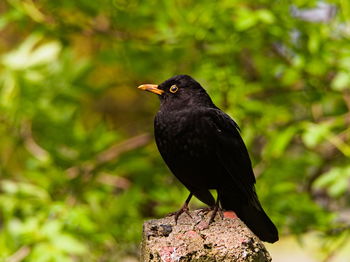 Close-up of bird perching on a plant