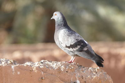 Close-up of seagull perching outdoors