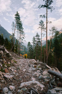Scenic view of forest against sky