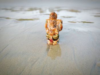 Close-up of crab on beach