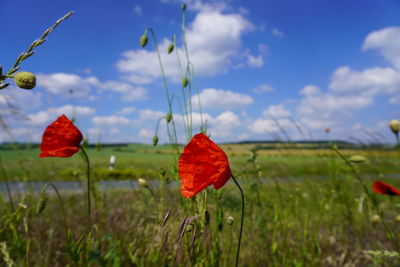 Close-up of red flower on field against sky