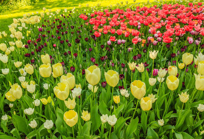 Close-up of yellow tulip flowers in garden