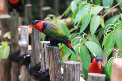 Close-up of parrot perching on wooden post