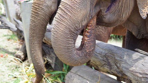 Close up of elephants eating in elephant care sanctuary, mae tang, chiang mai province, thailand.