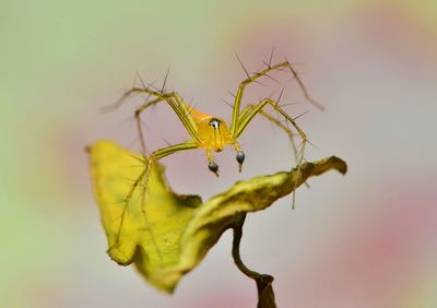 Close-up of a spider on leaf