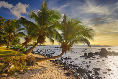 Palm trees on beach against sky