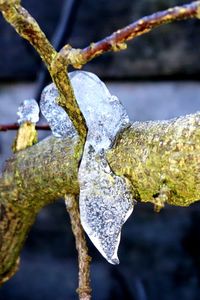 Close-up of snow on branch