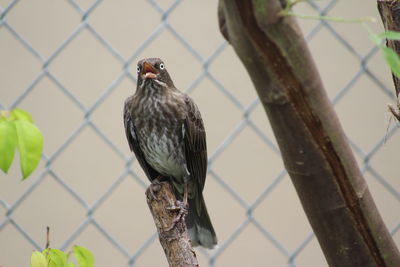 Bird perching on a fence