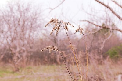 Close-up of wilted plant, wild plants, meadow plants