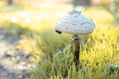 Close-up of mushroom growing on field