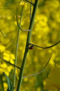 Close-up of ladybug on plant