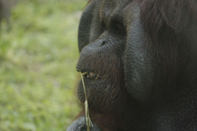 Close-up of monkey