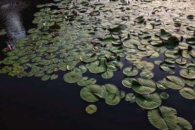 High angle view of leaves floating on water