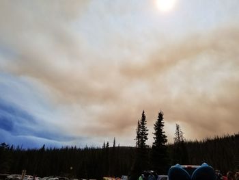 Panoramic shot of pine trees on field against sky