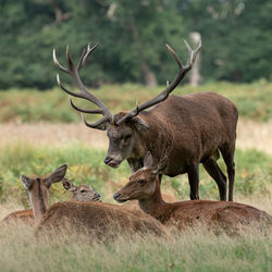 Deer in a field