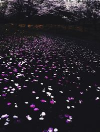 View of illuminated trees at night