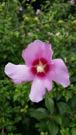 Close-up of pink flower