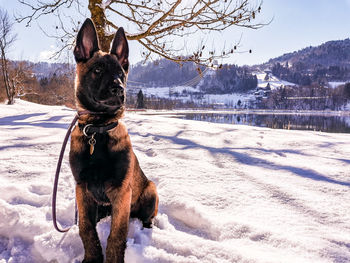 Dog on snow covered field