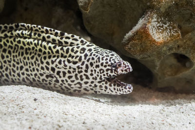 Close-up of fish on rock