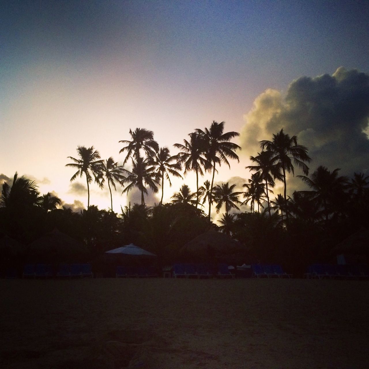 palm tree, silhouette, tree, tranquil scene, scenics, sky, tranquility, outline, growth, water, sunset, beauty in nature, nature, cloud, calm, outdoors, dark, sun, sea, solitude, dramatic sky, tall - high, no people, tropical tree, remote, majestic, shore, ocean, coconut palm tree, cloud - sky, non-urban scene