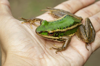 Close-up of human hand holding small