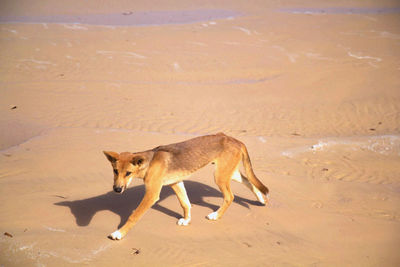 High angle view of dog on sand