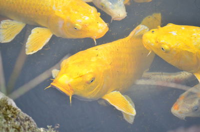 Close-up of koi fish in water