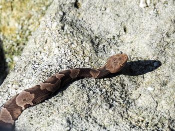 Close-up of a copperhead snake on rock