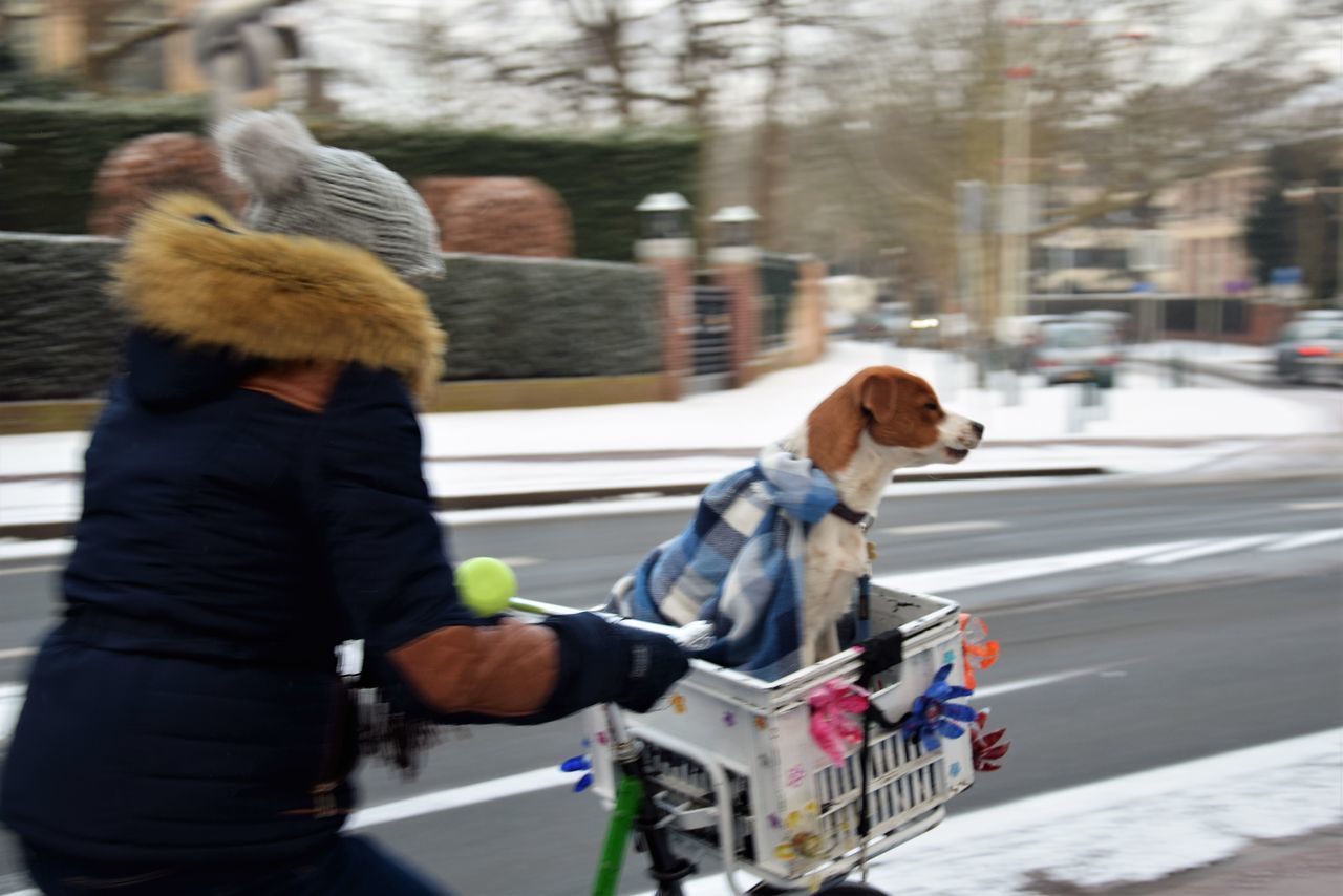 DOG RIDING HORSE ON ROAD