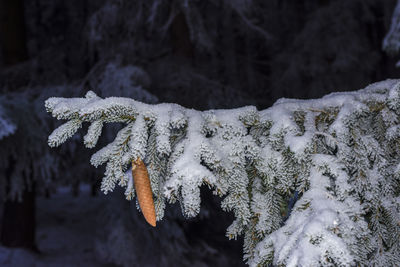 Close-up of snow covered tree trunk