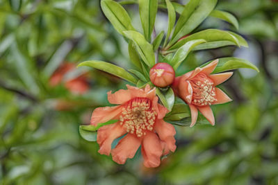 Close-up of red flowering plant