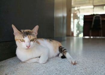 Portrait of cat resting on floor