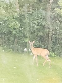 Deer standing in a forest