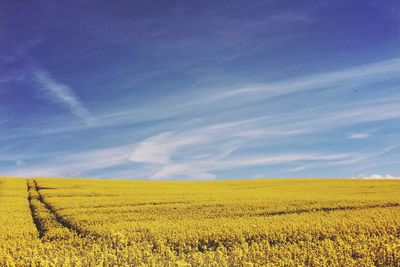 Idyllic shot of field against sky