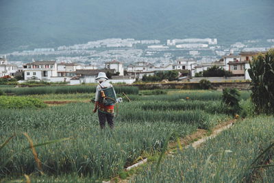 Rear view of farmer spraying pesticide on crop