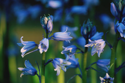 Close-up of purple flowering plants