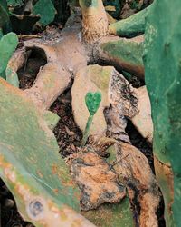 Full frame shot of tree trunk