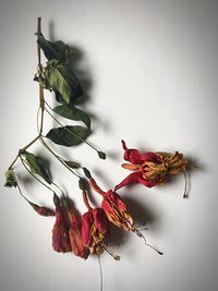 Close-up of flowers over white background
