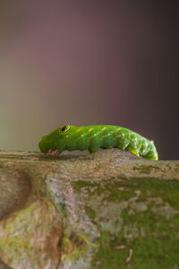 Close-up of caterpillar on rock