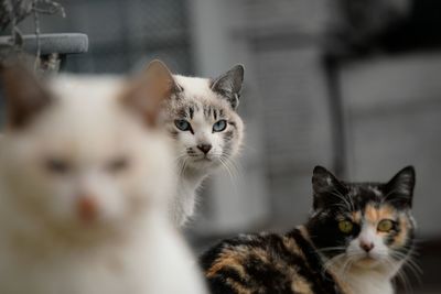 Close-up portrait of cats