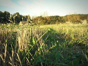 Crops growing on field against sky