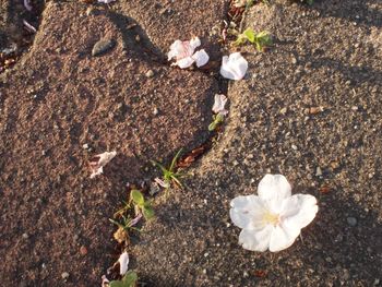 High angle view of white flowering plants