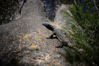 Bird on rock
