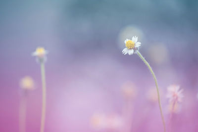 Close-up of white flowering plant