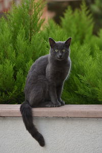 Portrait of cat sitting by plants