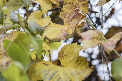 Photo of grape leaves shot close-up.